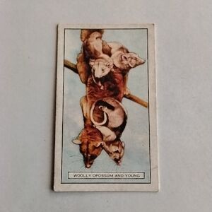 WILD ANIMALS GALLAHER THE WOOLLY POSSUM N 21